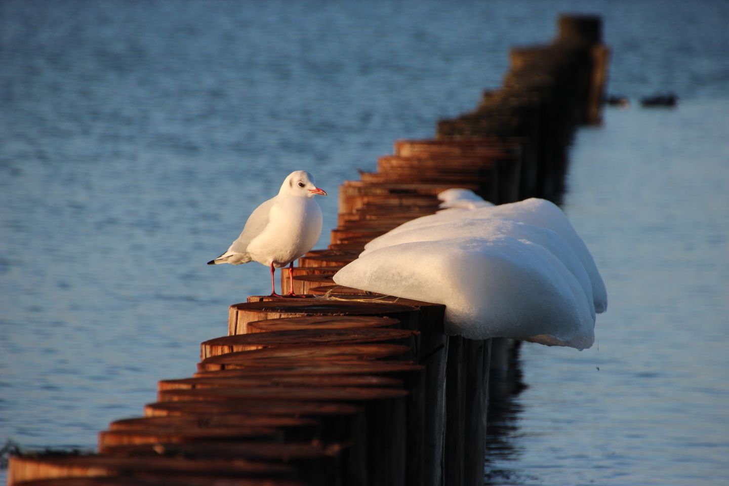  Ferienwohnung G7 Graal-Müritz - Strand