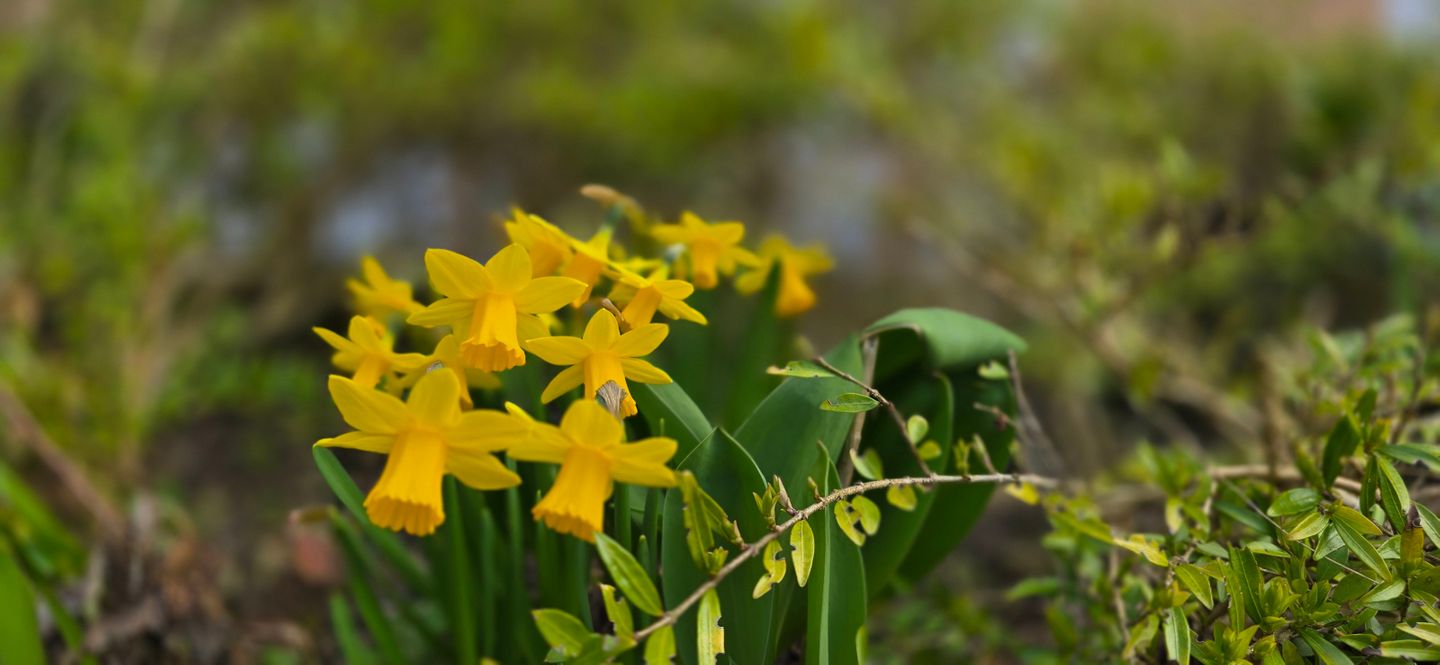  Ferienwohnung D5 Graal-Müritz - Landschaft