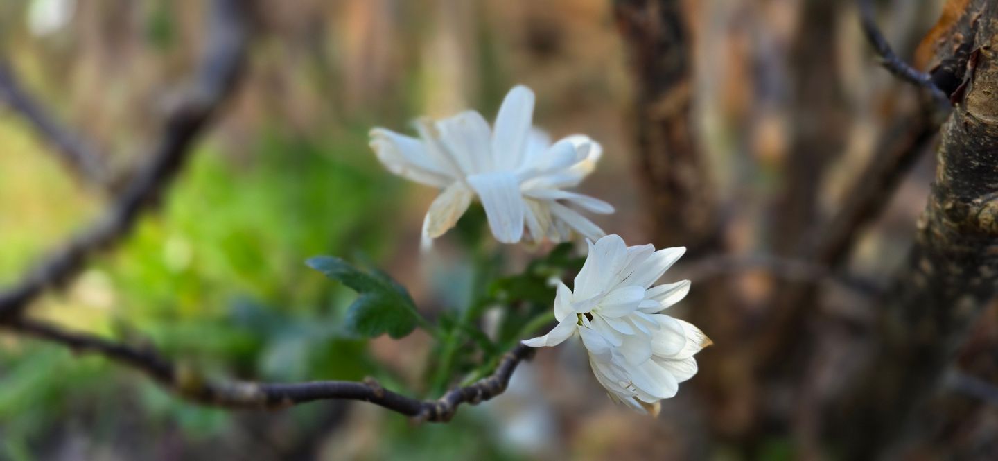  Ferienwohnung R5 Graal-Müritz - Landschaft