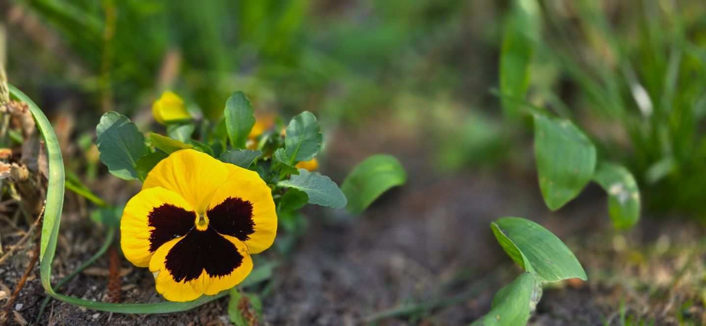  Ferienwohnung R5 Graal-Müritz - Landschaft
