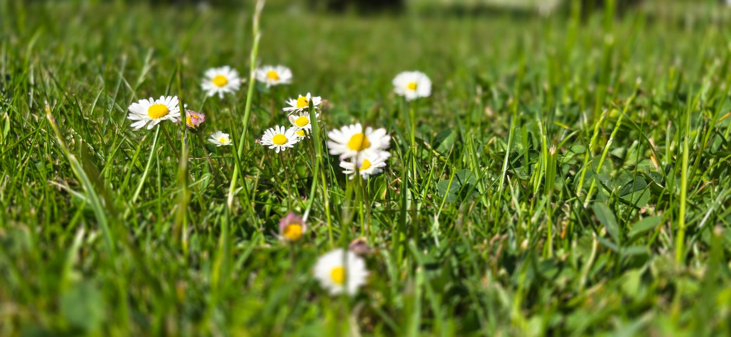  Ferienwohnung KWi 37 EG - "Ostsee Igel" Graal-Müritz Küstenwald - Dekoratives Detail
