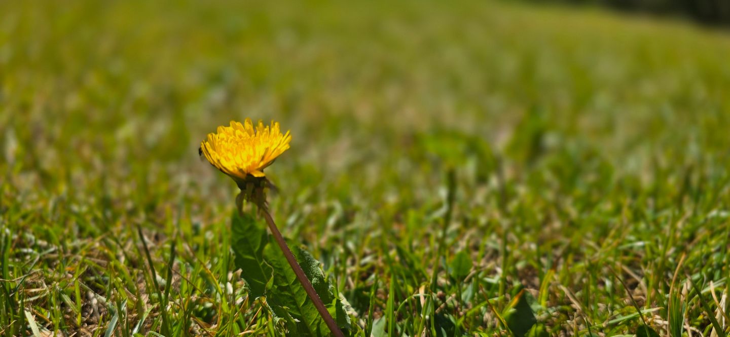  Ferienwohnung KWi 37 EG - "Ostsee Igel" Graal-Müritz Küstenwald - Dekoratives Detail