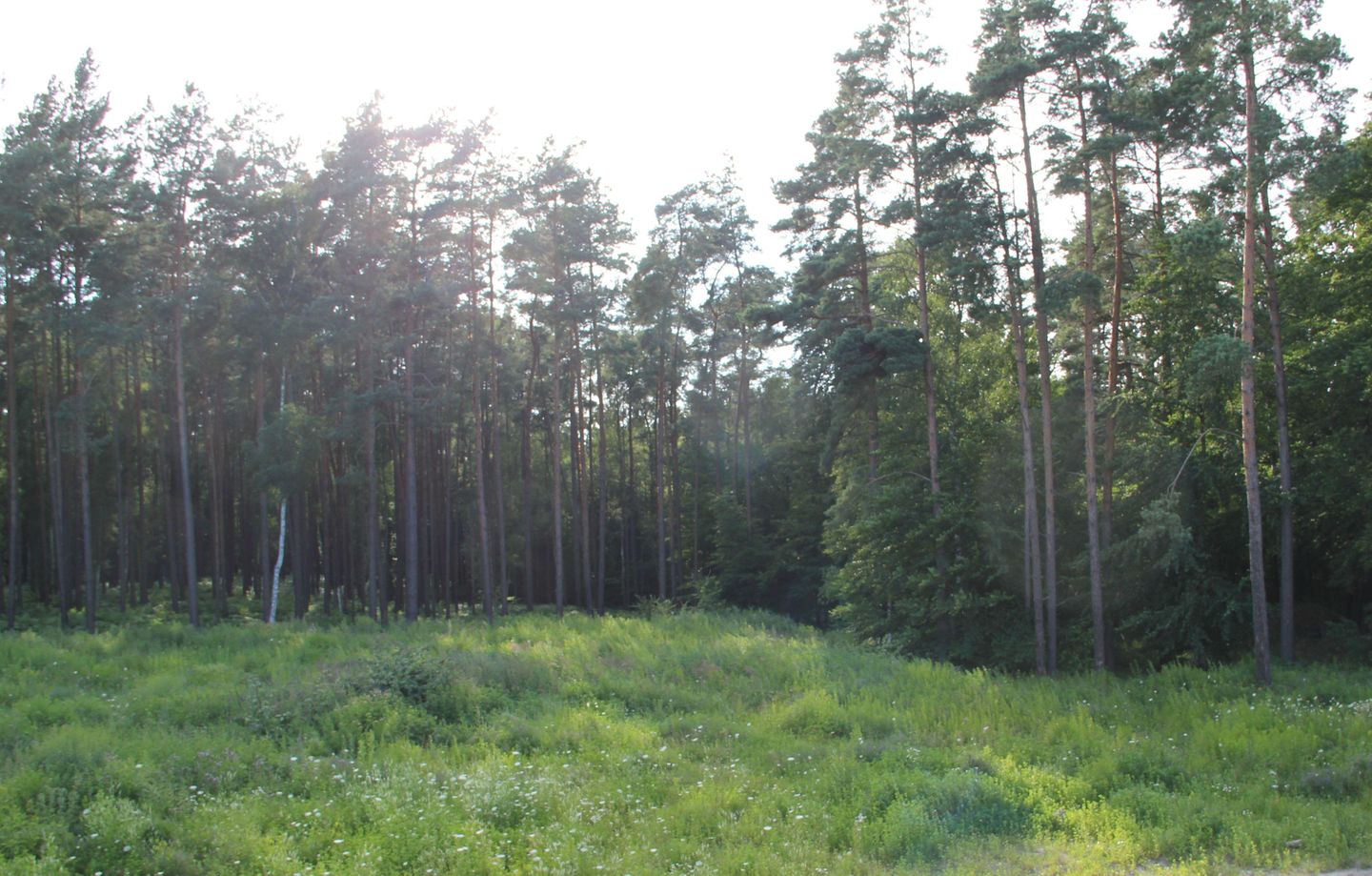  FEWO KWH 4 OG "Sonnenstübchen" Graal-Müritz Küstenwald - Landschaft