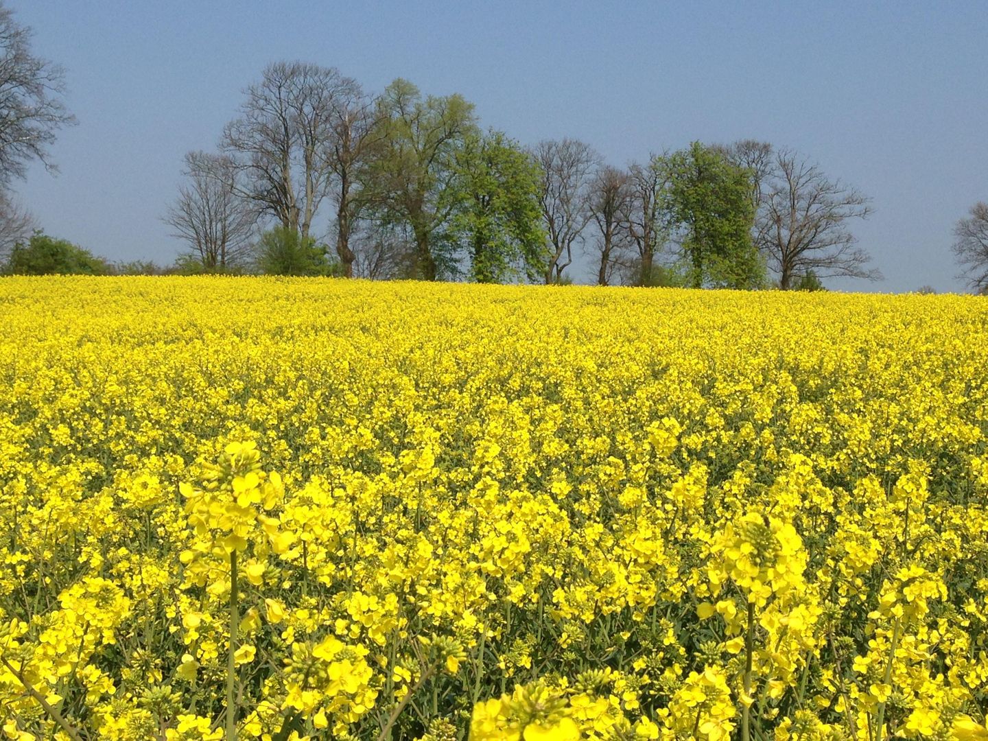 FEWO KWi 83 OG "Namenlos" Graal-Müritz Küstenwald - Landschaft