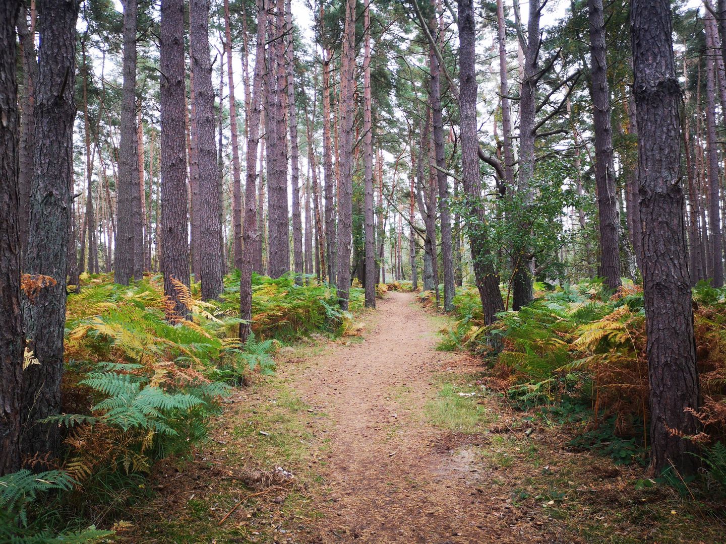 Ferienwohnung E10 Graal-Müritz - Landschaft