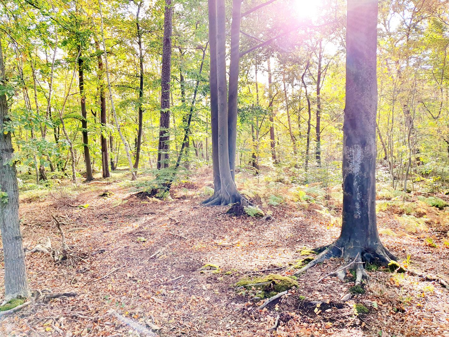  Ferienwohnung KWi 12 OG-"Sonnenschein" Graal-Müritz Küstenwald - Landschaft