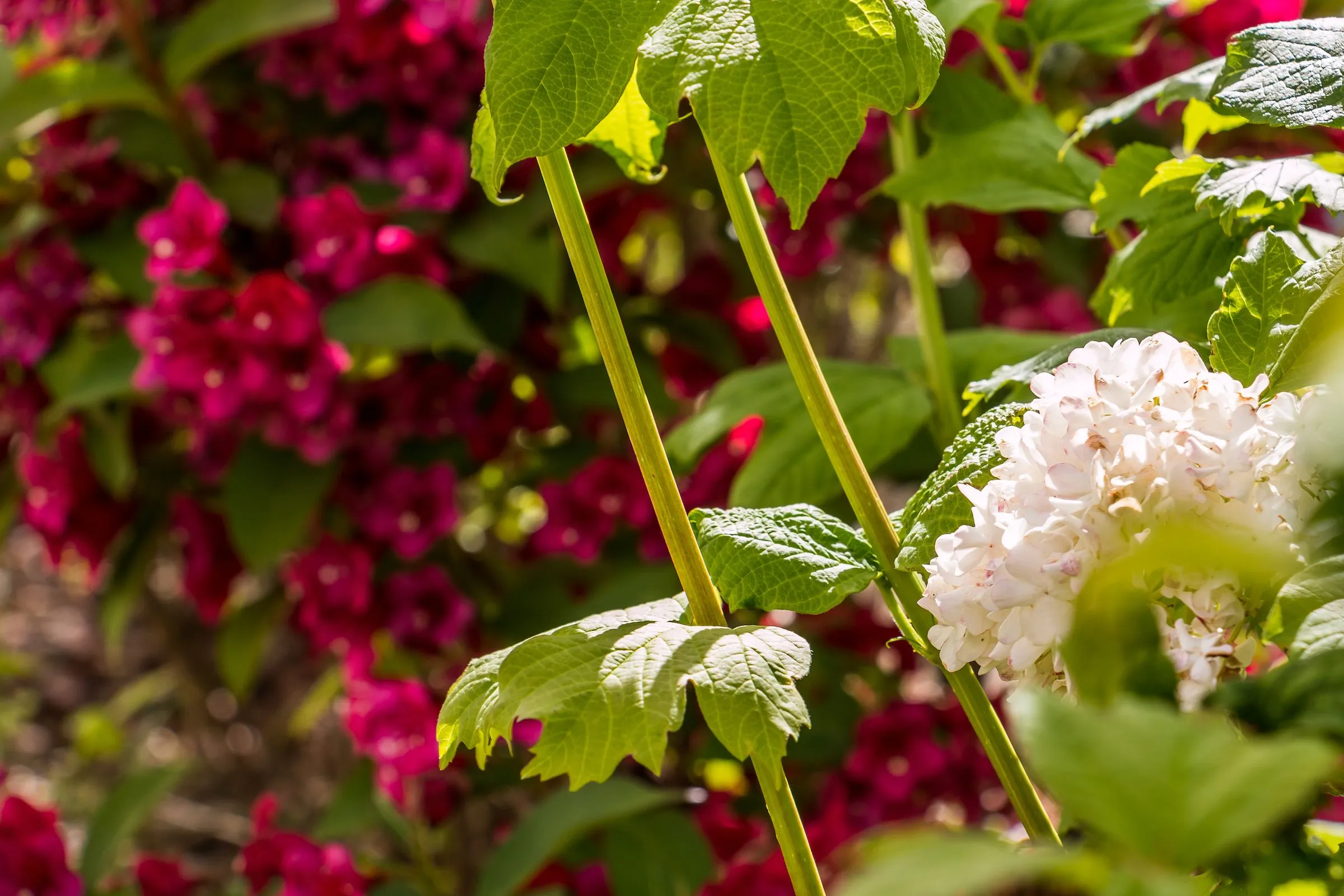  Haus am Schilf Ostseebad Ahrenshoop - 