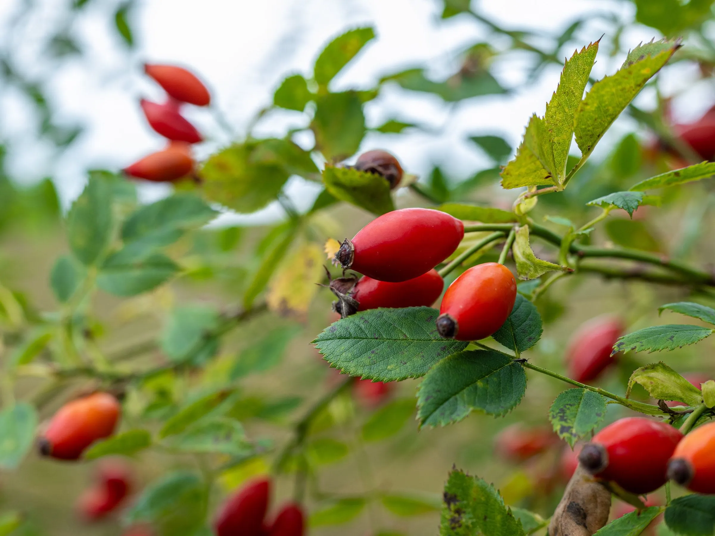  VILLA  AN DER DÜNE Ostseebad Dierhagen - 