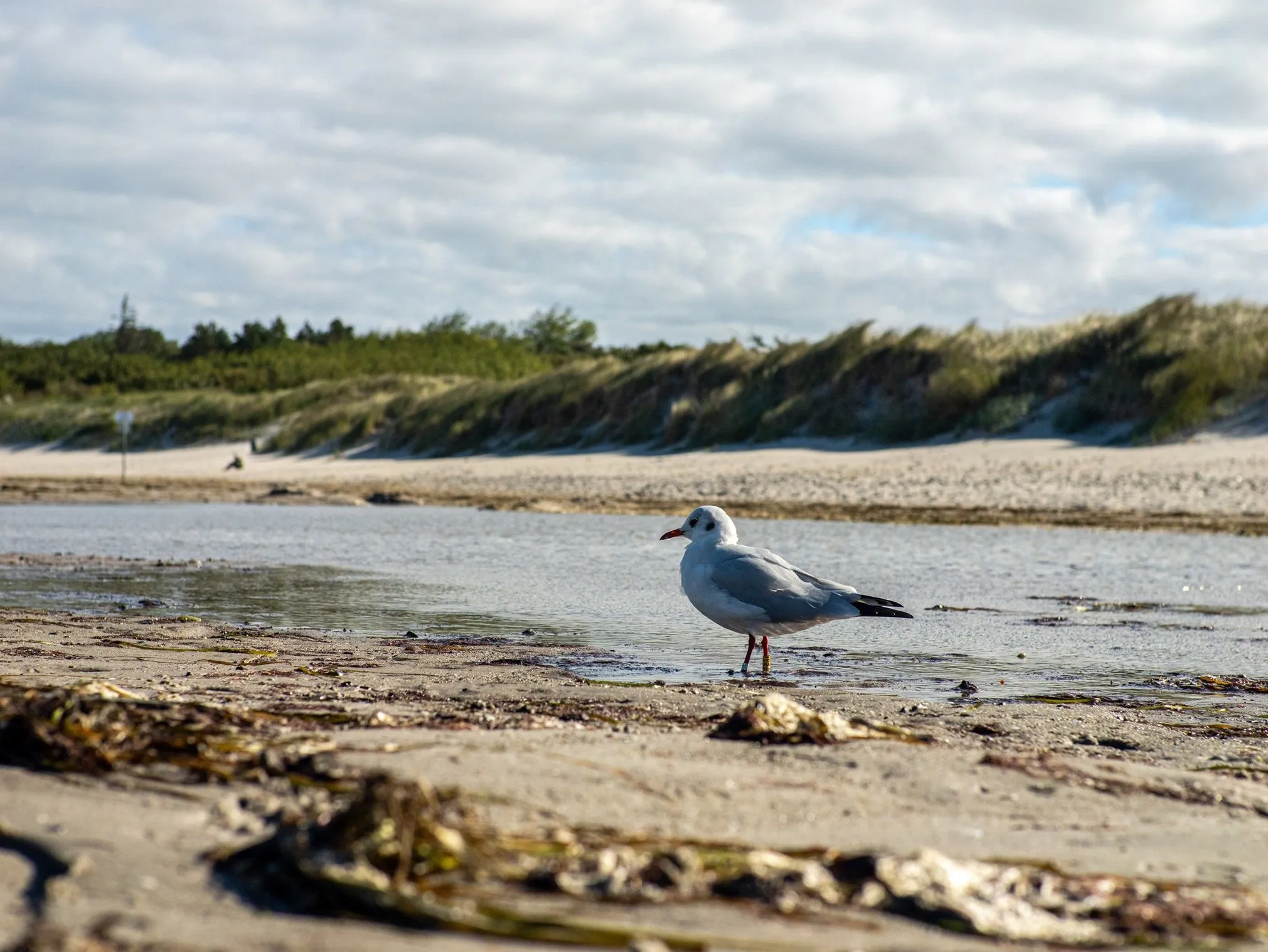 Ferienhaus Strandhaus STRANDHAUS 43a Ostseebad Dierhagen -