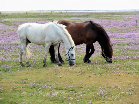 Foto 16 Ferienwohnung Ostfriesland Juist Haus Sanderling Meeresbrise (Objekt 86825) buchen