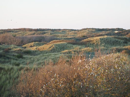 Foto 22 Ferienwohnung Ostfriesland Juist Residenz am Meer 24D Hüls (Objekt 86851) suchen