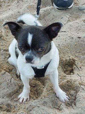 Filou - 