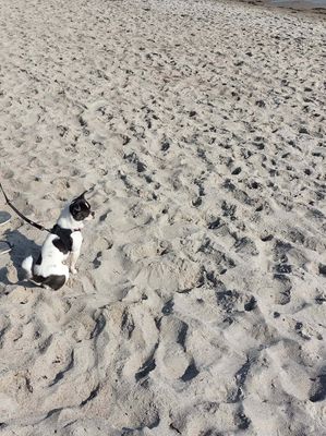  Filou - 