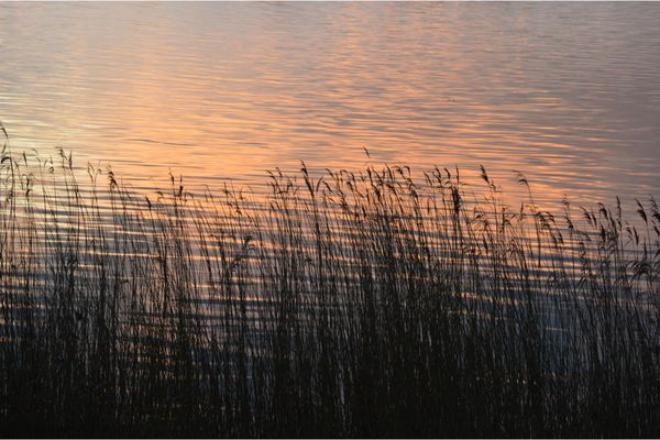  Achtern Schilf - Meerblick
