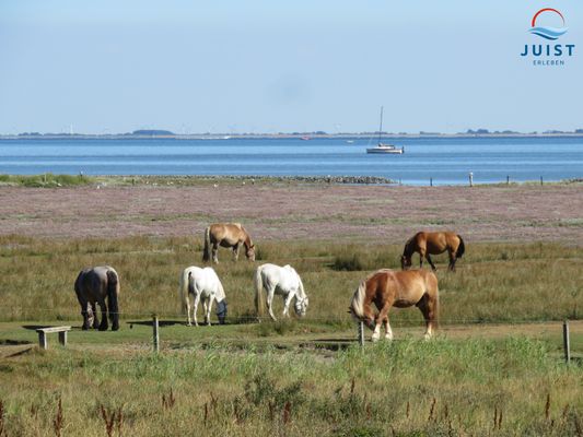 Foto 20 Ferienhaus Ostfriesland Juist Haus Seepferdchen 238 - Ferienhaus Watt (Objekt 50371) Reise