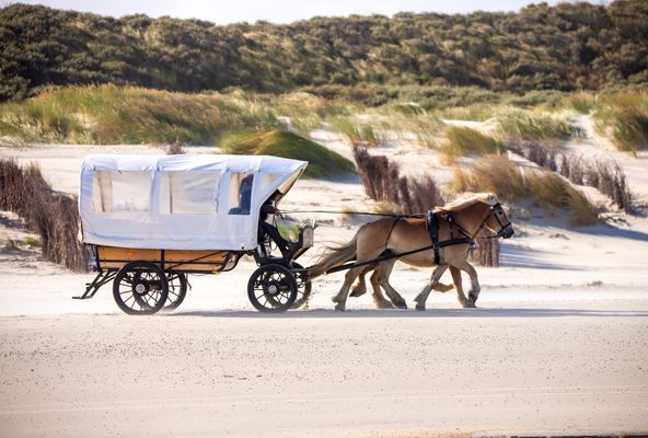 Foto 11 Ferienwohnung Ostfriesland Juist Strandperle (Objekt 95836) buchen