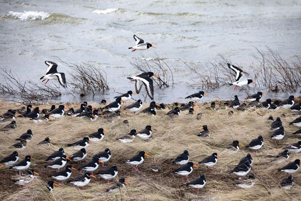 Foto 13 Ferienwohnung Ostfriesland Juist Strandperle (Objekt 95836) Nordsee