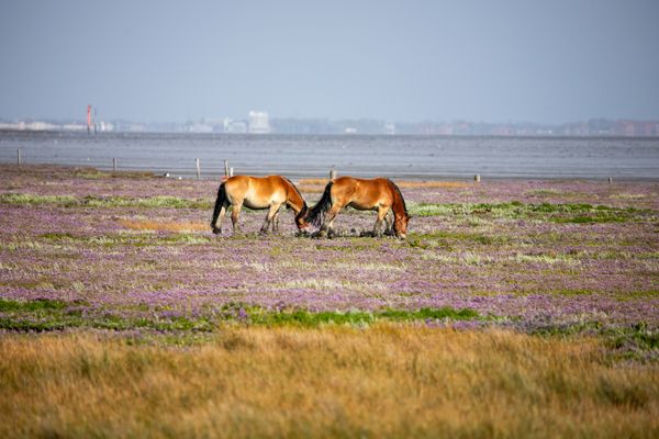 Foto 17 Ferienwohnung Ostfriesland Juist Lütje Füürtoorn (Objekt 95814) suchen