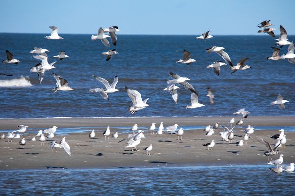 Foto 3 Ferienwohnung Ostfriesland Juist Meeresrauschen 2 (Objekt 95824) Nordsee