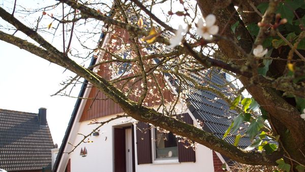 Foto 1 Ferienhaus Ostfriesland Carolinensiel Ferienhaus Am Yachthafen (Objekt 72562) buchen