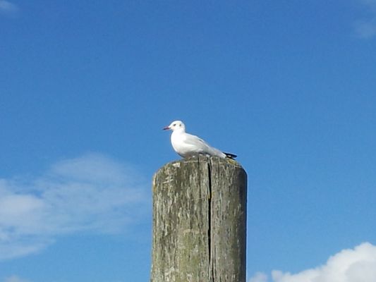 Foto 16 Ferienwohnung Ostfriesland Carolinensiel Lüttje Ankerplatz (Objekt 59374) buchen