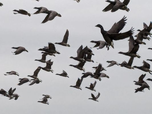 Foto 14 Ferienwohnung Ostfriesland Friesland Tief 12 Strandkieker mit Internet+Strandkorb am Strand (Objekt 26306) Urlaub