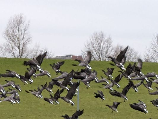 Foto 15 Ferienwohnung Ostfriesland Friesland Tief 12 Strandkieker mit Internet+Strandkorb am Strand (Objekt 26306) Reise