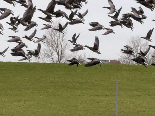 Foto 16 Ferienwohnung Ostfriesland Friesland Tief 12 Strandkieker mit Internet+Strandkorb am Strand (Objekt 26306) buchen