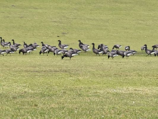 Foto 17 Ferienwohnung Ostfriesland Friesland Tief 12 Strandkieker mit Internet+Strandkorb am Strand (Objekt 26306) suchen