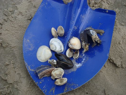 Foto 22 Ferienwohnung Ostfriesland Friesland Tief 12 Strandkieker mit Internet+Strandkorb am Strand (Objekt 26306) suchen