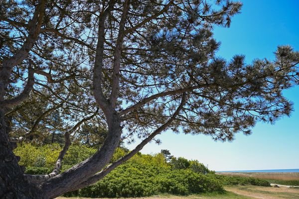 Foto 32 Ferienhaus Ostfriesland Zwischen Elbe und Weser Green Tiny Spot Cuxhaven Wernerwald - Sleep Space1 (Objekt 26728) suchen