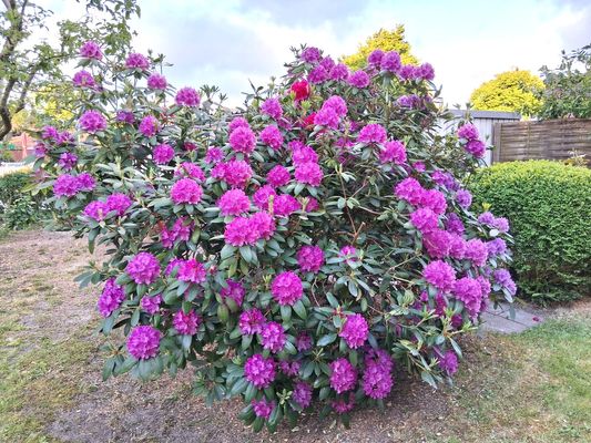 Foto 26 Ferienwohnung Ostfriesland Norddeich & Umgebung Gästehaus Kühn Süd (Objekt 59659) buchen