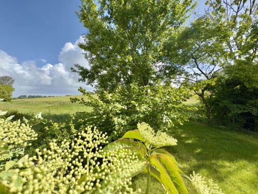 Foto 21 Ferienhaus Ostfriesland Friesland Haus Alter-Seedeich - Hooksiel (Objekt 77669) buchen