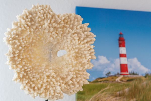 Foto 19 Ferienwohnung Ostfriesland Dornum & Umgebung Glückszeit (Objekt 77209) Urlaub