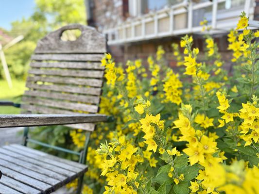 Foto 17 Ferienhaus Ostfriesland Wilhelmshaven Haus Anschütz - Wilhelmshaven (Objekt 69248) suchen