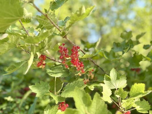 Foto 40 Ferienhaus Ostfriesland Wilhelmshaven Haus Anschütz - Wilhelmshaven (Objekt 69248) Reise