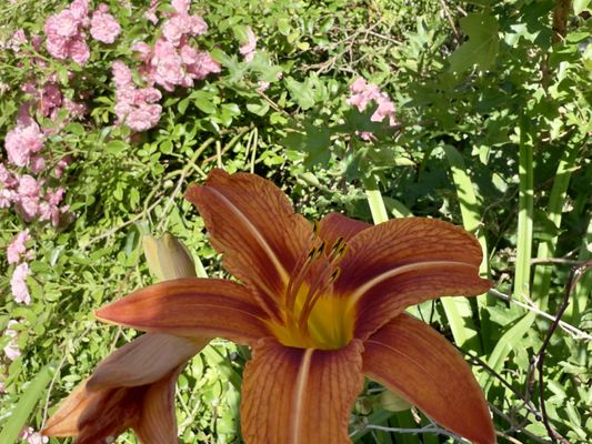 Foto 42 Ferienhaus Ostfriesland Wilhelmshaven Haus Anschütz - Wilhelmshaven (Objekt 69248) suchen