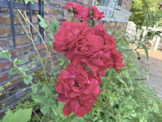 Foto 39 Ferienhaus Ostfriesland Wilhelmshaven Haus Anschütz - Wilhelmshaven (Objekt 69248) Urlaub