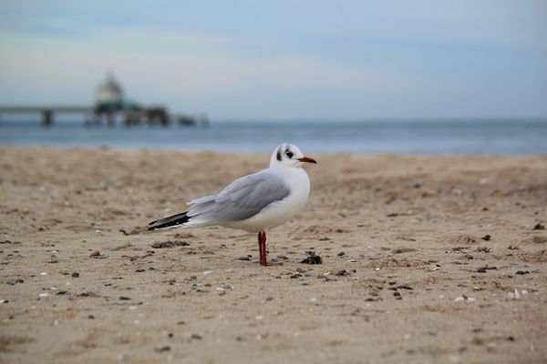 Möwe am Ostseestrand
