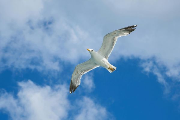 Möwe am Himmel auf Usedom