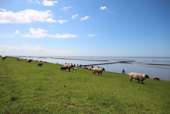 Foto 5 Ferienhaus Ostfriesland Norddeich & Umgebung Kutterstraße Nordseeharmonie II (Objekt 98811) Reise