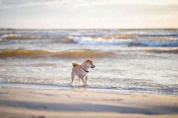 Hund am Strand