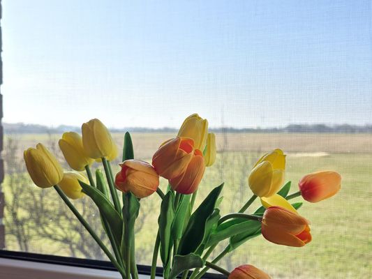 Foto 28 Ferienhaus Ostfriesland Norddeich & Umgebung Komfortferienhaus Küstenruhe Norddeich (Objekt 83378) Nordsee