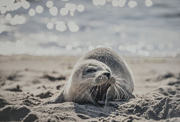 Foto 13 Ferienwohnung Ostfriesland Krummhörn & Umgebung Sielzeit (Objekt 25004) Nordsee