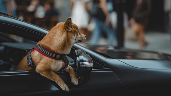 Hund auf Reisen