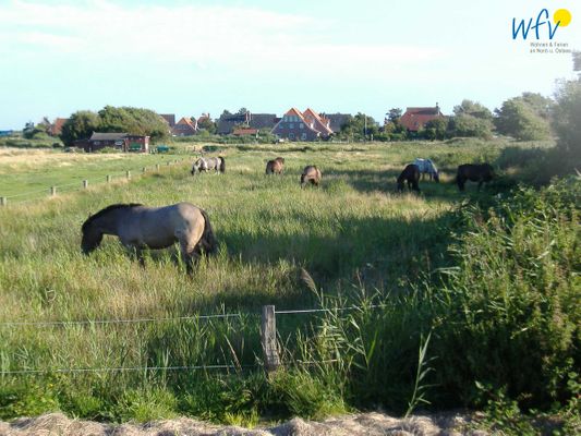 Foto 24 Ferienwohnung Ostfriesland Langeoog Haus Glahr Ferienwohnung (Objekt 102638) Urlaub