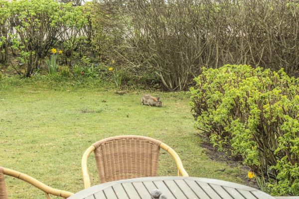 Foto 16 Ferienwohnung Ostfriesland Sylt Solbeck im Käpitänshaus Andresen (Objekt 61955) buchen