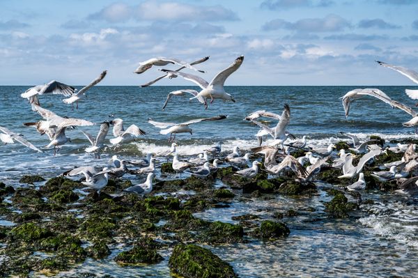 Foto 10 Ferienwohnung Ostfriesland Sylt Süden (Objekt 61960) Reise