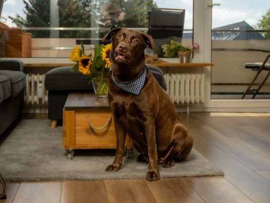 Foto 13 Ferienwohnung Ostfriesland Sylt Abendsonne (Objekt 61876) Nordsee