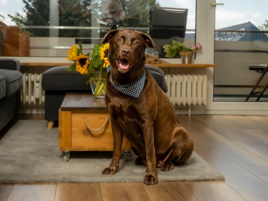 Foto 20 Ferienwohnung Ostfriesland Sylt Abendsonne (Objekt 61876) Reise